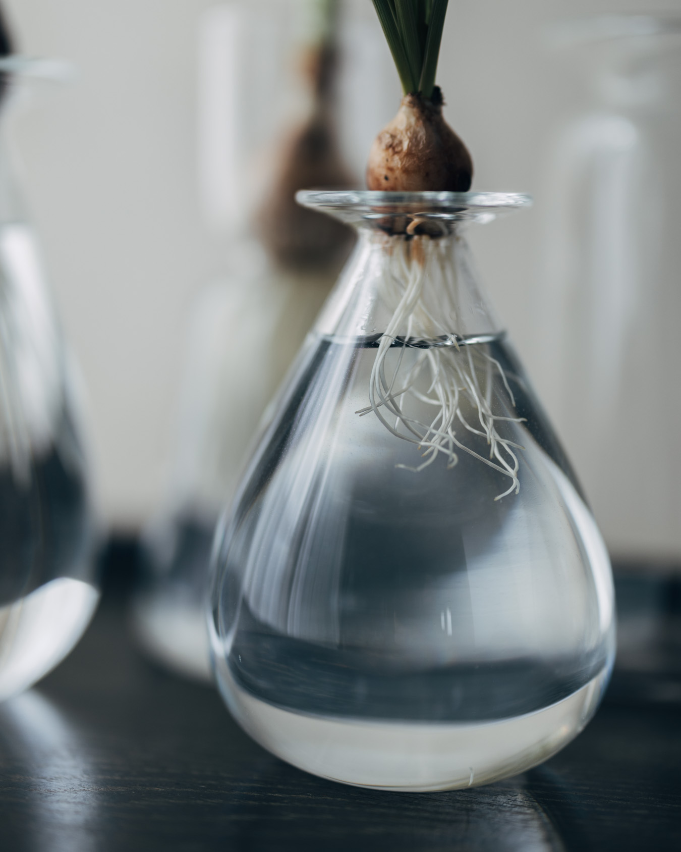 さこうゆうこ 水耕栽培ポット 通販