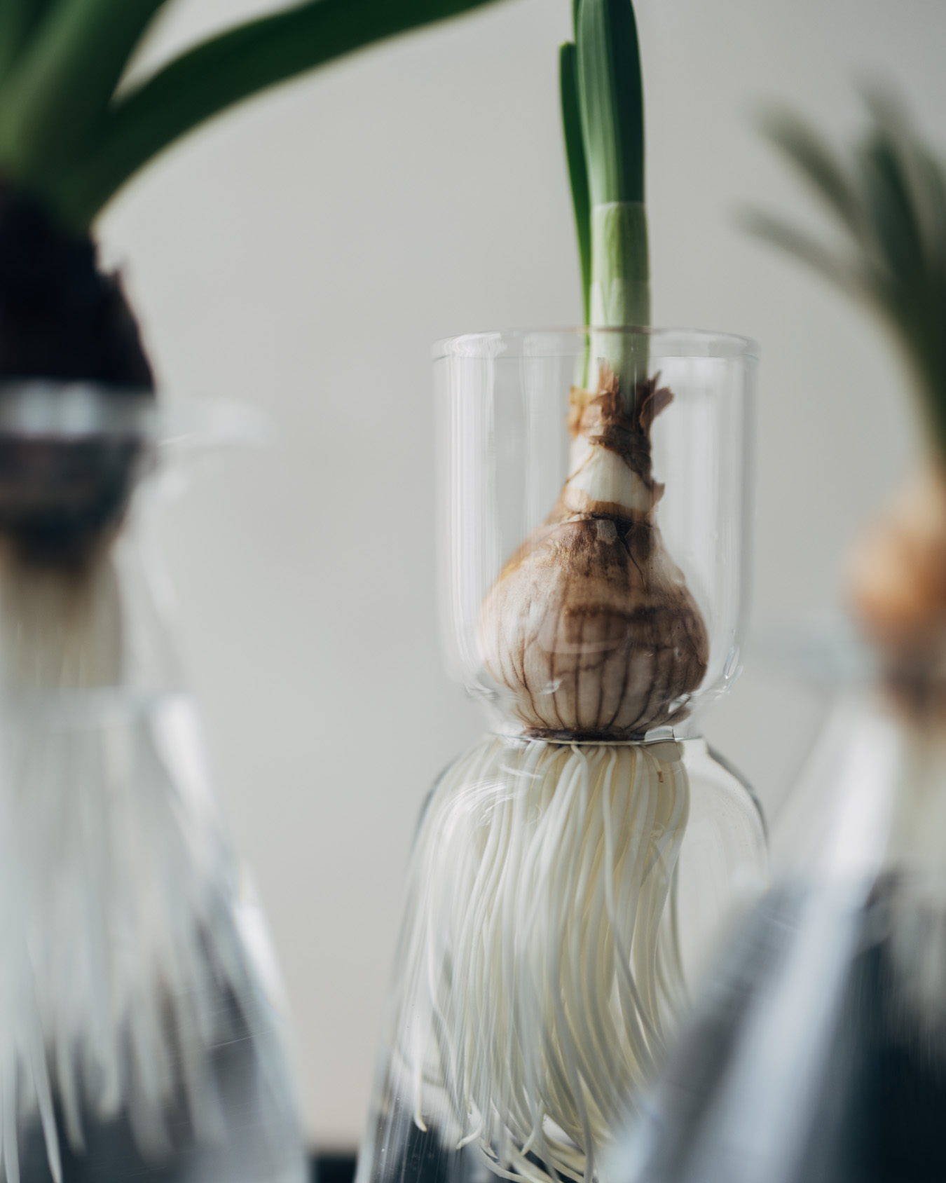 さこうゆうこ 水耕栽培ポット 通販