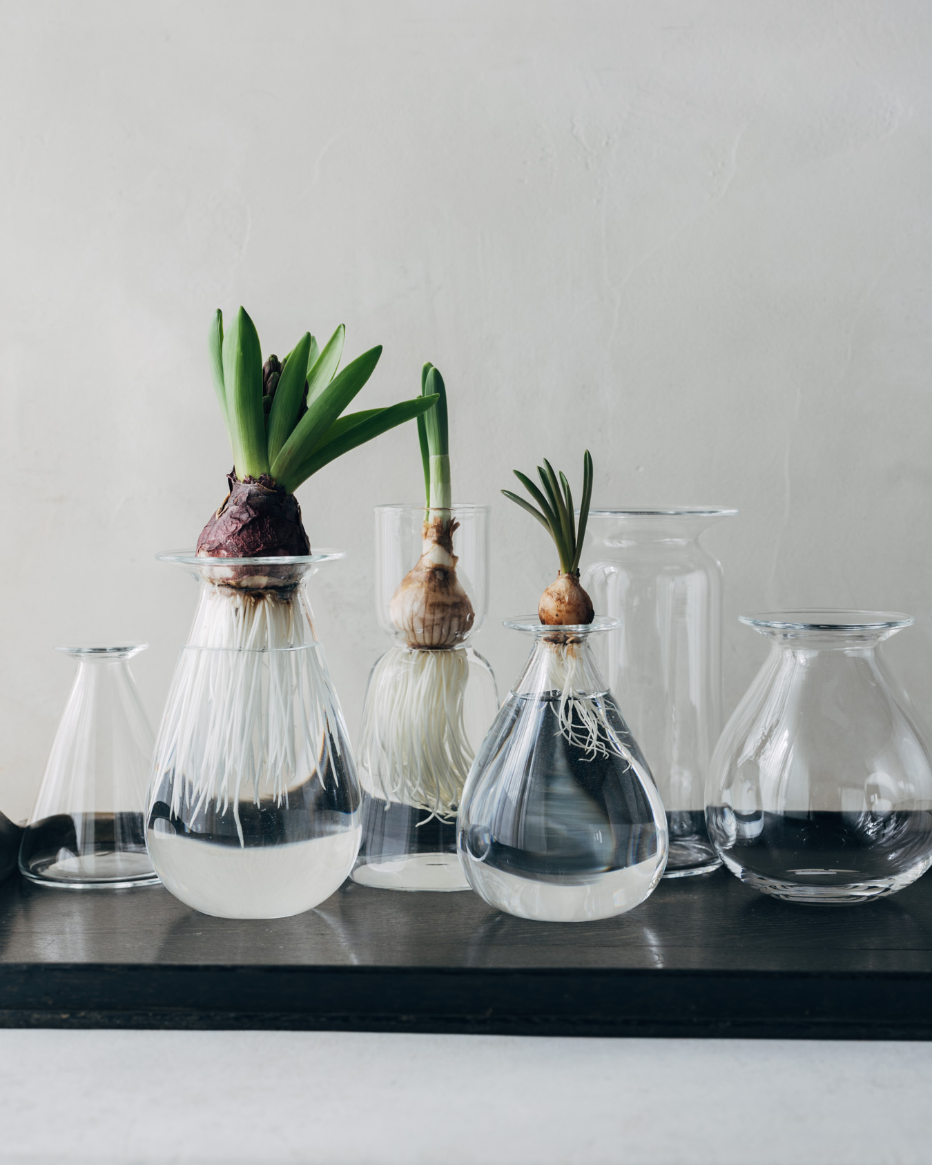 さこうゆうこ 水耕栽培ポット 通販